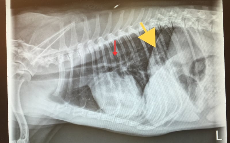 Aspiration Pneumonia What To Do When It Happens To Your Pet aspiration-pneumonia-what-to-do-when-it-happens-to-your-pet